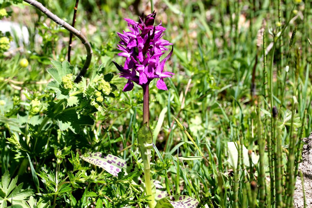 Dacthylorhiza majalis?